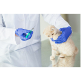 vacina para gato filhote Vila Helena