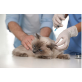 vacina para gato preço Diadema