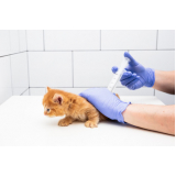 vacina para gato v4 preço Santa Terezinha