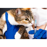 vacina para gato v4 Santa Terezinha