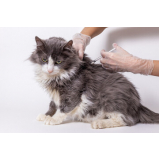 vacina v4 para gatos preço Parque Represa Billings II