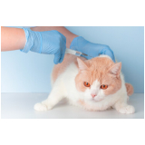 vacina v4 para gatos Vila Alzira
