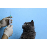 Vacina contra Raiva para Gato