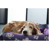 valor de cama relaxante para cachorros Santa paula