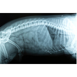 valor de exame de raio x para cachorro Bangú