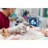 valor de exame de ultrassom abdominal cão Vila Euclides