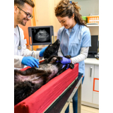 valor de exame de ultrassom cachorro Vila Alzira