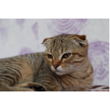 valor de exame de ultrassom para gato Capivari