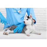 valor de vacina antirrábica canina Jardim Marek