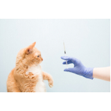 valor de vacina antirrábica gato Jardim São Caetano