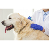 valor de vacina contra raiva cachorro Parque Capuava
