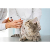 valor de vacina de gato v4 Parque Represa Billings II