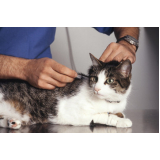 valor de vacina de raiva gato Jardim Telma