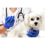 valor de vacina de raiva para cachorro Taboão