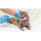 valor de vacina gato filhote Vila Alpina