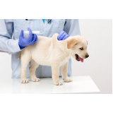 valor de vacina para filhote de cachorro Condomínio Maracanã