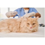 valor de vacina para filhote de gato Jardim Cipreste