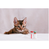 valor de vacina v4 para gatos Jardim Cristiane