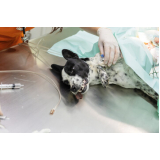 veterinário de animais contato Campo Grande