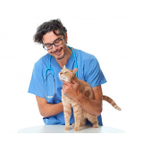 veterinário especialista em gatos contato Fundação