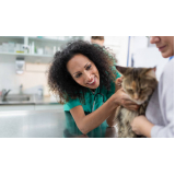 veterinário especialista em gatos Jordanópolis