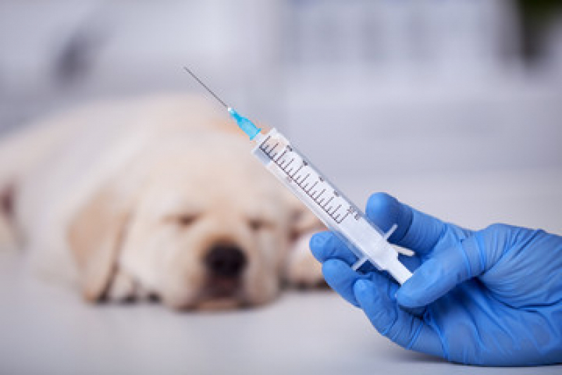 Vacina Antirrábica Cachorro Preço Vila Alzira - Vacina da Raiva Cachorro