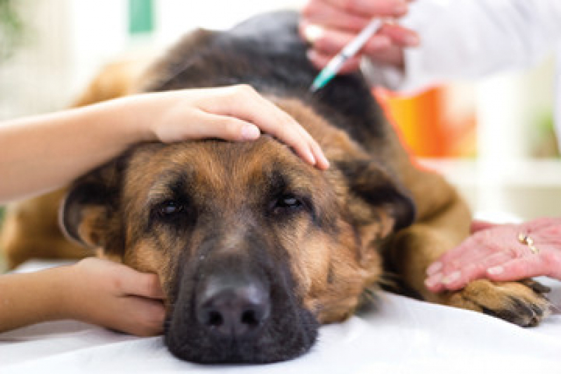 Vacina Antirrábica Cachorro Assunção - Vacina para Cachorro São Bernardo do Campo