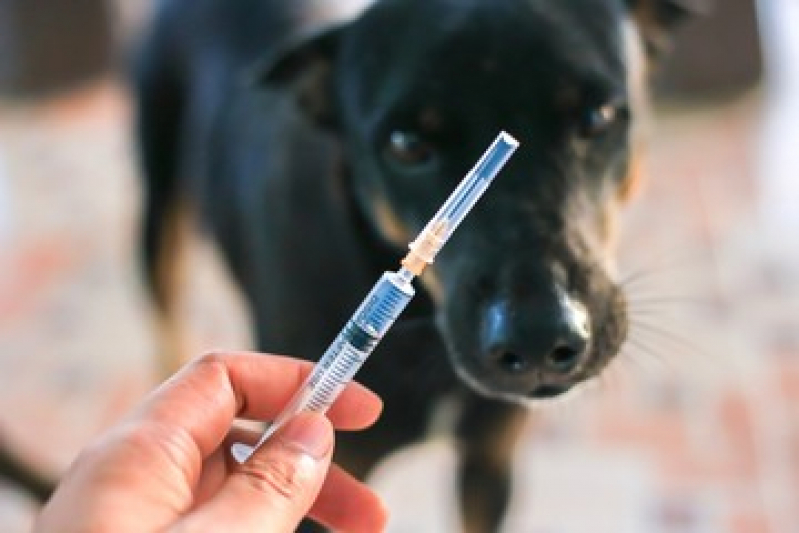 Vacina Antirrábica Canina Preço Jardim Santo Alberto - Vacina para Cachorro Diadema