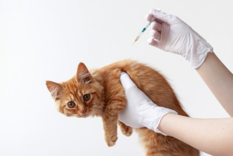 Vacina Antirrábica Gato Preço Bangú - Vacina de Raiva Gato