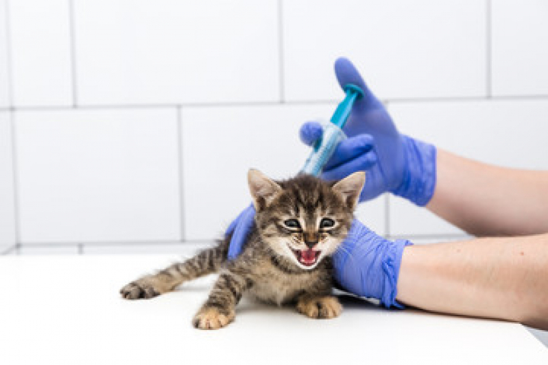 Vacina Antirrábica Gato Ferrazópolis - Vacina Antirrábica para Gato