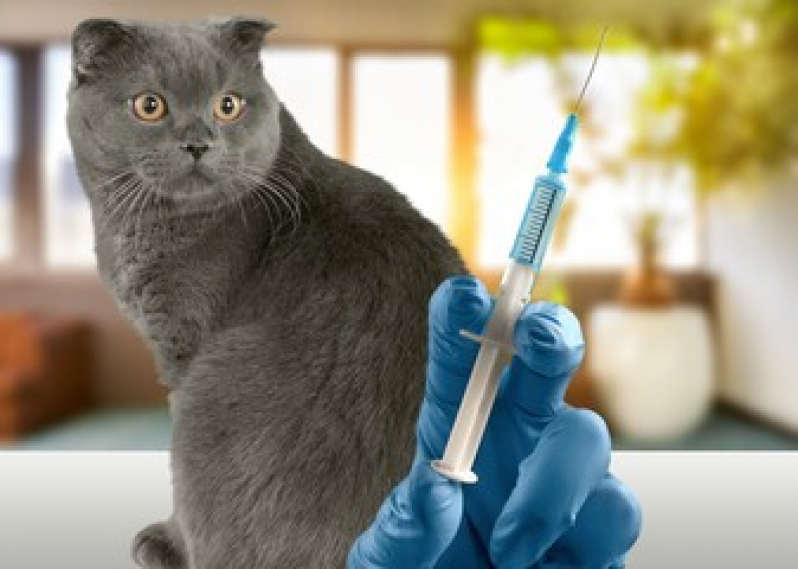 Vacina Antirrábica para Gato Preço Parque Represa Billings III - Vacina para Gato