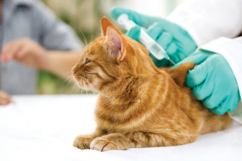 Vacina Antirrábica para Gato Jardim Alvorada - Vacina para Gato V4