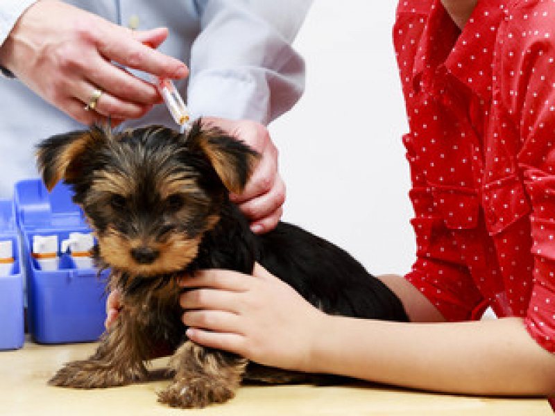 Vacina contra Raiva Cachorro Preço Parque dos Pássaros - Vacina para Cachorro Filhote