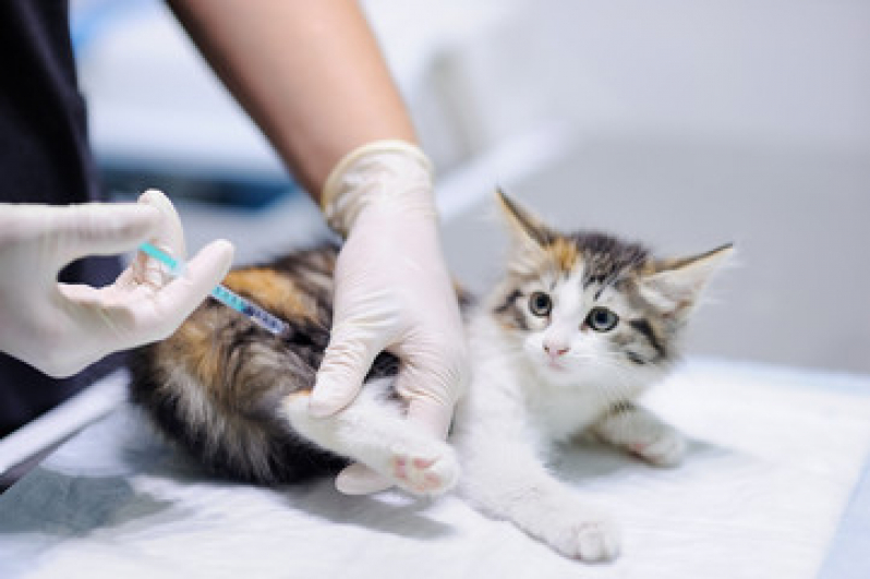 Vacina contra Raiva Gato Preço Santa Teresinha - Vacina contra Raiva Gato