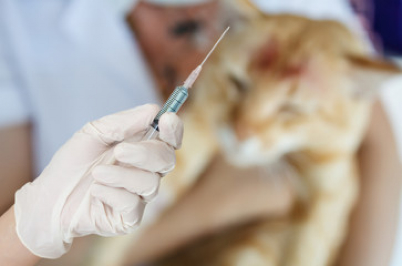 Vacina contra Raiva Gato Casa Branca - Vacina V4 para Gatos