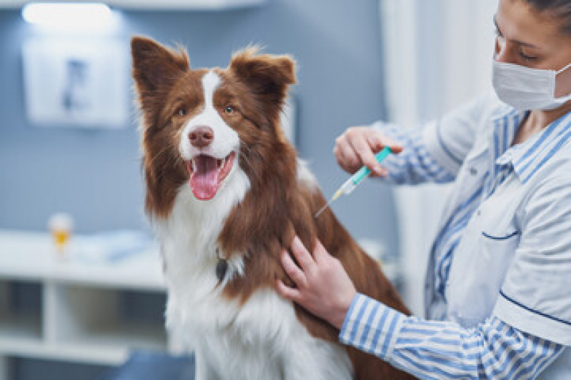 Vacina contra Raiva para Cachorro Bangú - Vacina para Cachorro Diadema