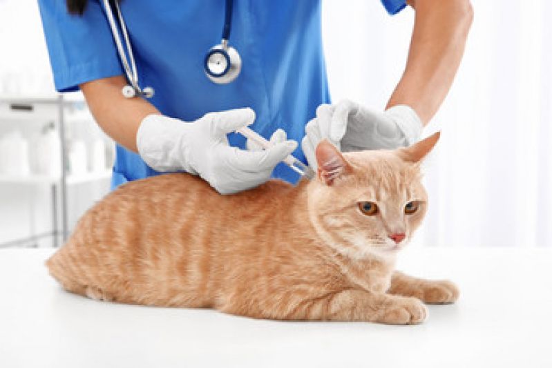 Vacina contra Raiva para Gato Preço Cinco - Vacina Antirrábica para Gato