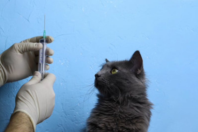 Vacina contra Raiva para Gato Paranapiacaba - Vacina para Gato São Bernardo do Campo