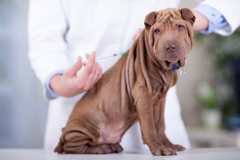 Vacina da Raiva Cachorro Parque do Pedroso - Vacina para Filhote de Cachorro
