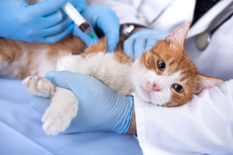 Vacina de Gato V4 São Caetano do Sul - Vacina para Gato Filhote