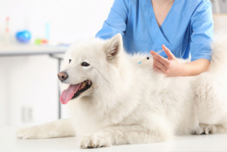 Vacina de Gripe para Cachorro Jardim das Oliveiras - Vacina para Cachorro Filhote
