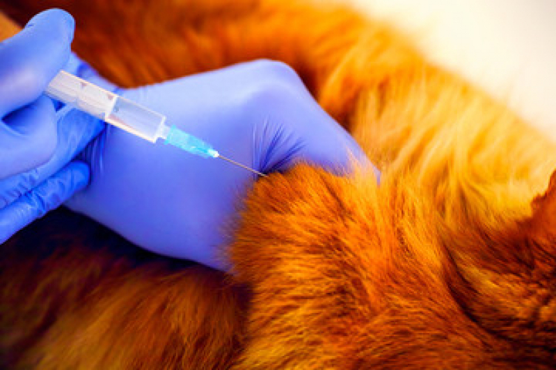 Vacina de Raiva Gato Preço Santa Terezinha - Vacina para Gato Diadema