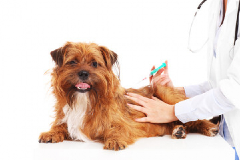Vacina de Raiva para Cachorro Vila Vitória - Vacina para Cachorro Filhote