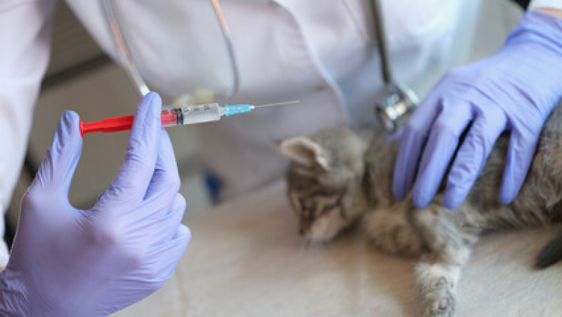 Vacina Gato Filhote Preço Vila Sacadura Cabral - Vacina Antirrábica para Gato