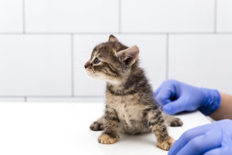 Vacina Gato Filhote Casa Branca - Vacina contra Raiva para Gato