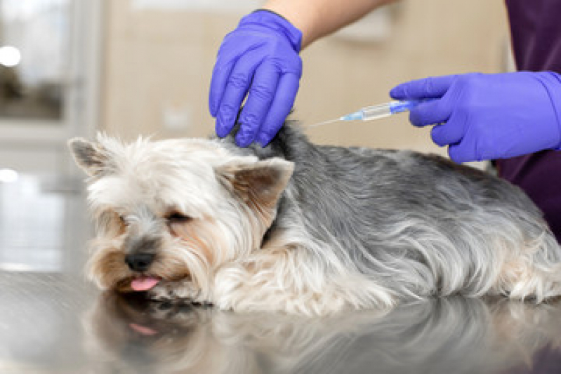 Vacina para Cachorro SÃO BERNARDO DO CAMPO - Vacina para Cachorro Filhote
