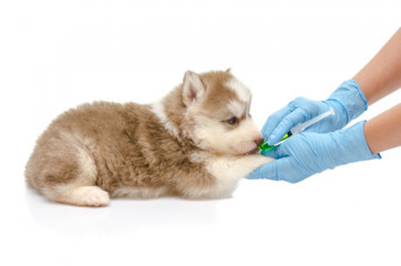 Vacina para Filhote de Cachorro Jardim Santo Alberto - Vacina para Cachorro Filhote