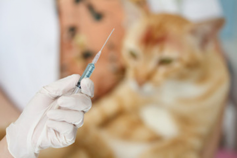 Vacina para Filhote de Gato Campestre - Vacina Antirrábica para Gato