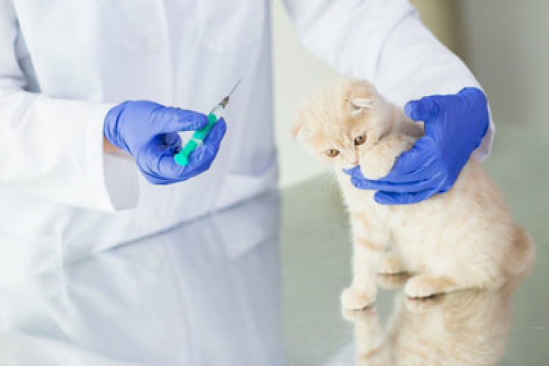 Vacina para Gato Filhote Centro - Vacina V4 para Gatos