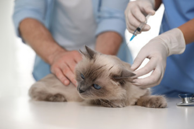 Vacina para Gato Preço Santa Paula - Vacina V4 para Gatos